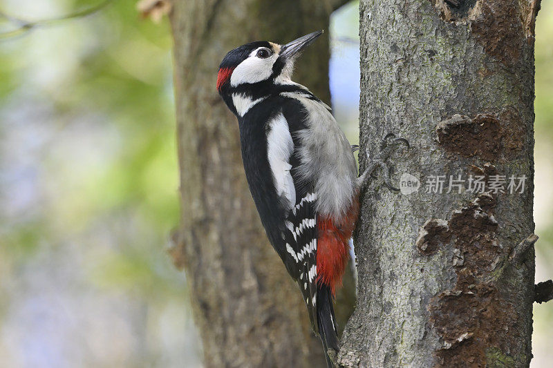 大斑点啄木鸟(Dendrocopos major)